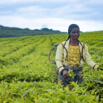 Women Driving Africa’s AgriTech Revolution